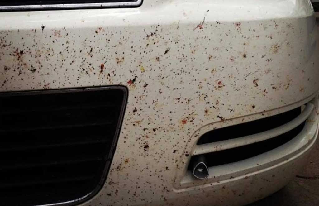 Insektenentferner Auto